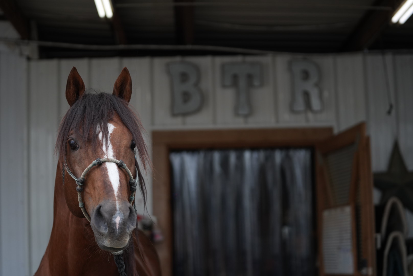 BarnBoss - Your Stable, Simplified | Horse Management Software
